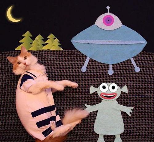 猫变成人演绎故事视频,一只猫的奇幻变身之旅